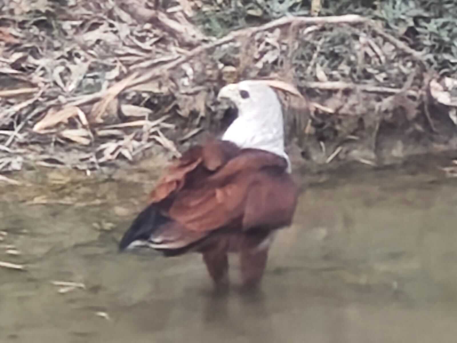 Birds and animals 2