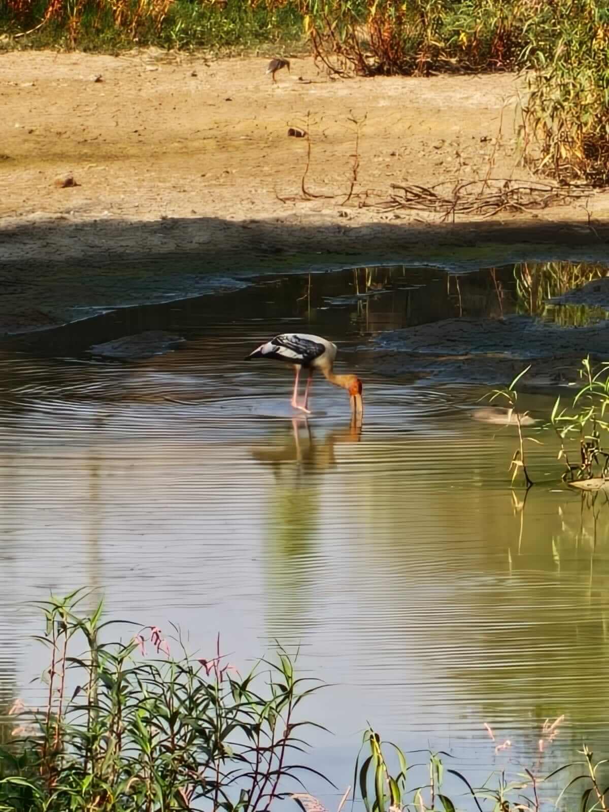 Birds and animals 4