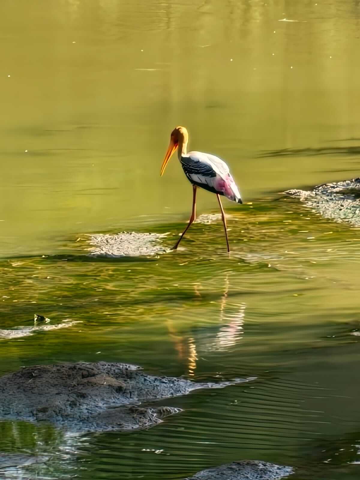 Birds and animals 5