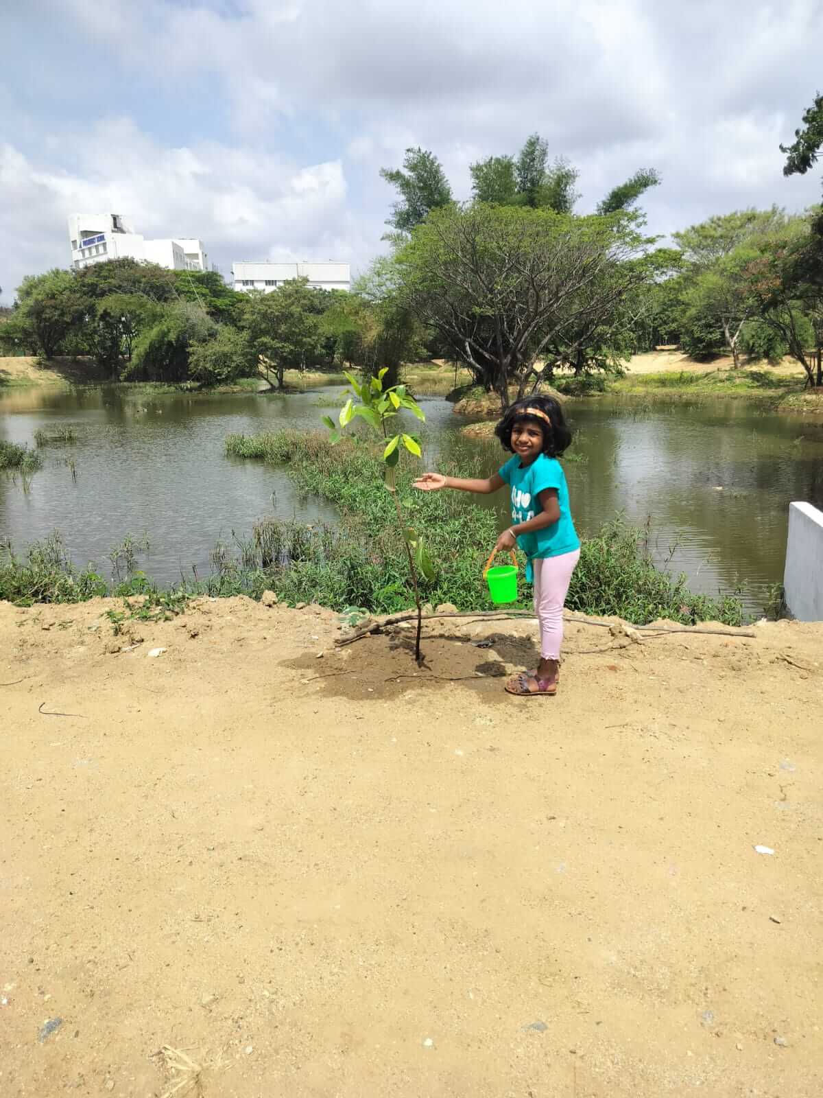 Tree plantation 10