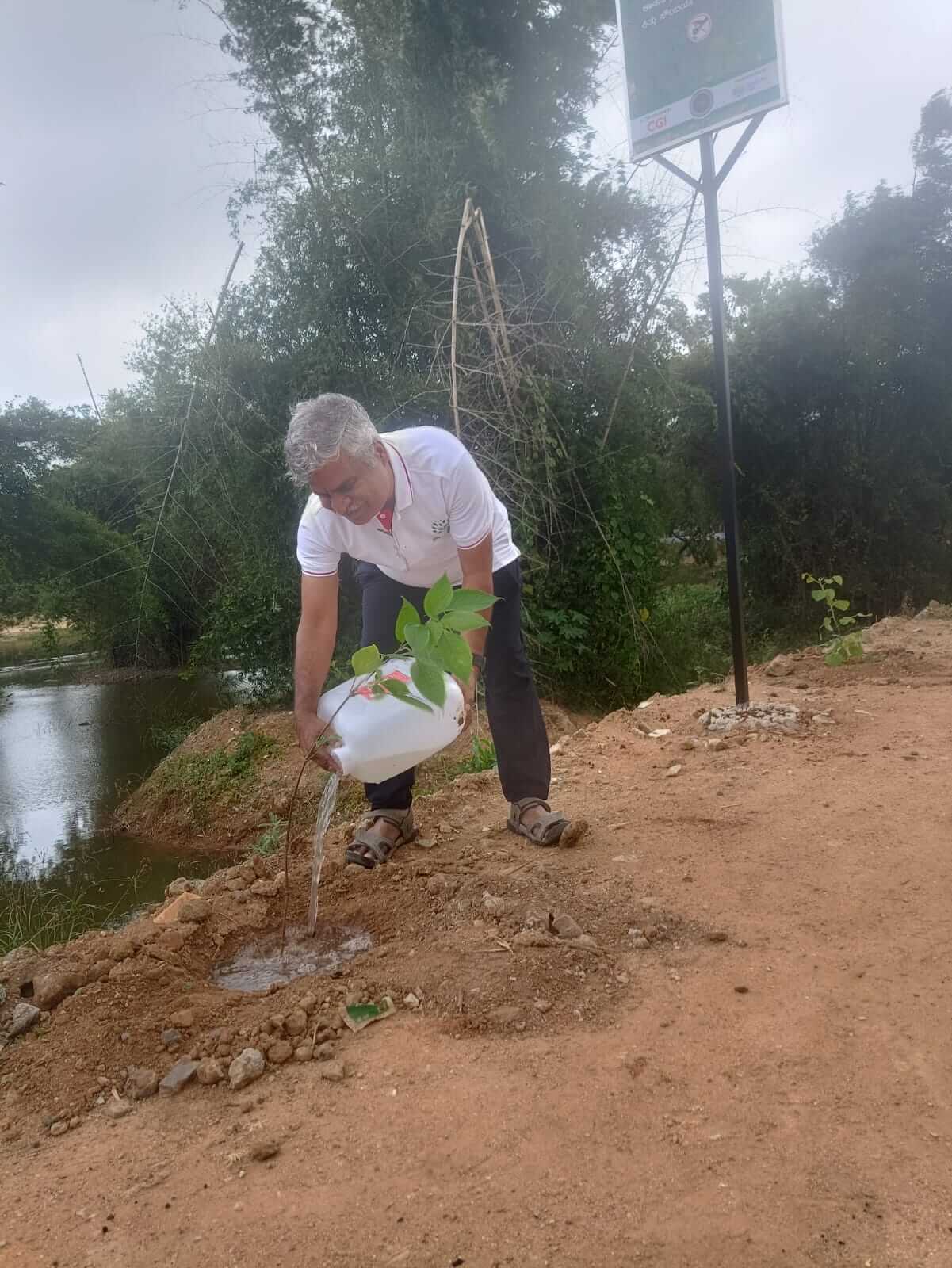 Tree plantation 12