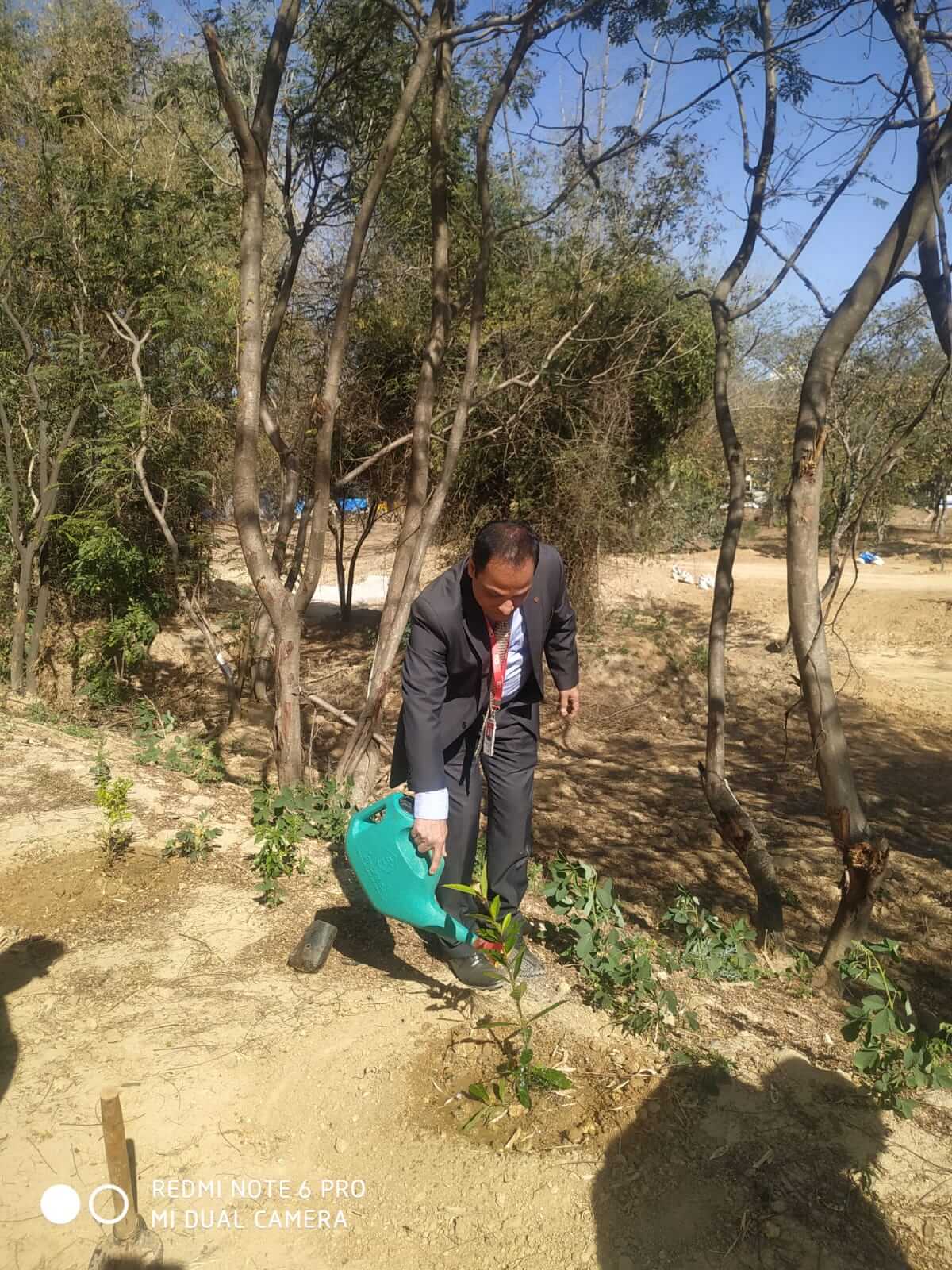 Tree plantation 2