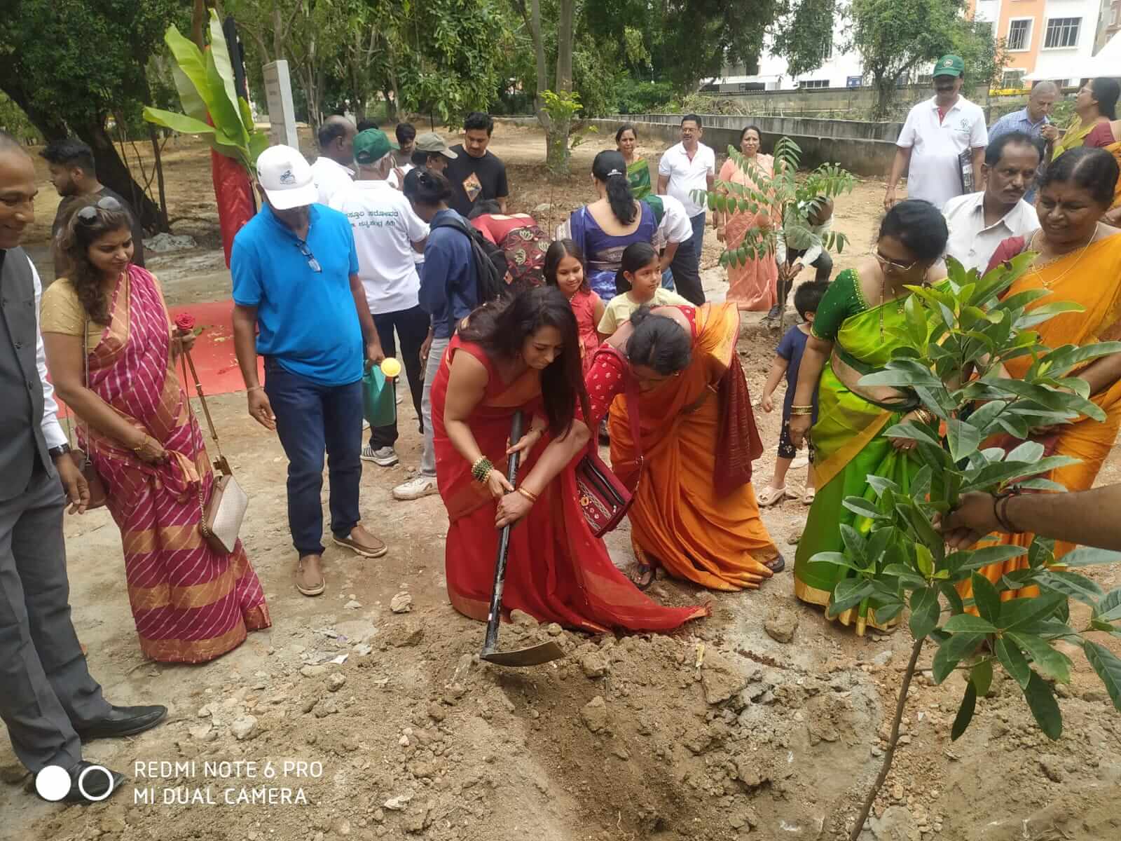 Tree plantation 9